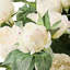 Peony Urn Filler-1564878345
