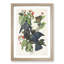 White-Crowned Pigeons by John Audubon - Picture Frame Painting Print-55611939-55611942