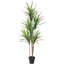 Plante verte 5,5 'Dracaena Marginata