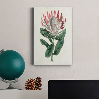 " Protea N13 "