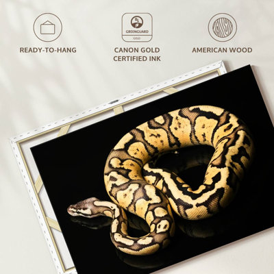 Brampt Female Python Snake