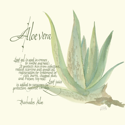 Aloe Vera