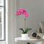 Orchid Arrangement In Pot-2037520810-2037520823