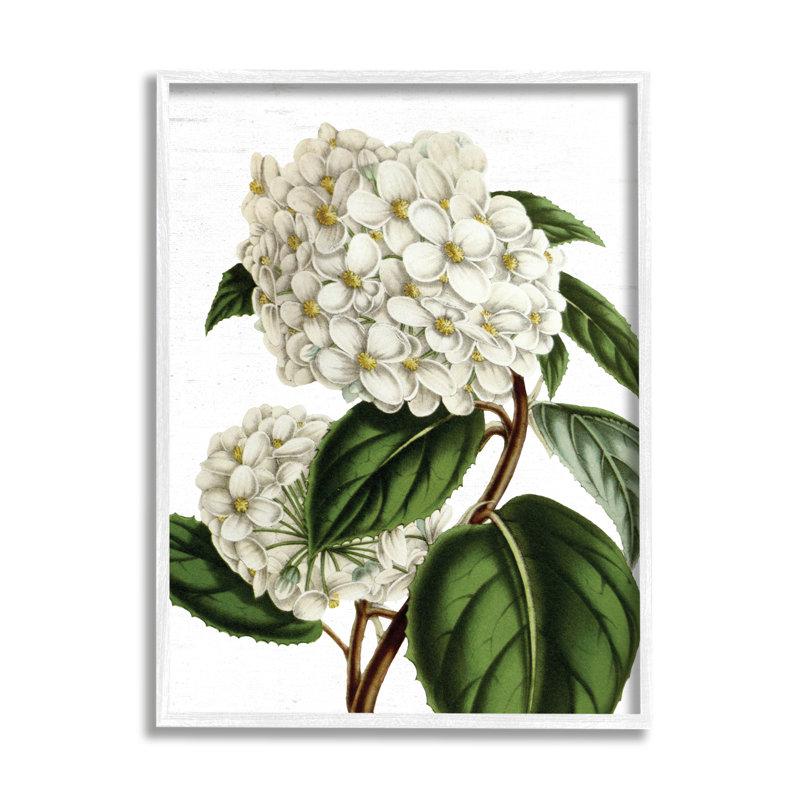 Vintage Botanical Study Begonia Opuliflora Canvas Print
