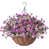 Pink/Purple