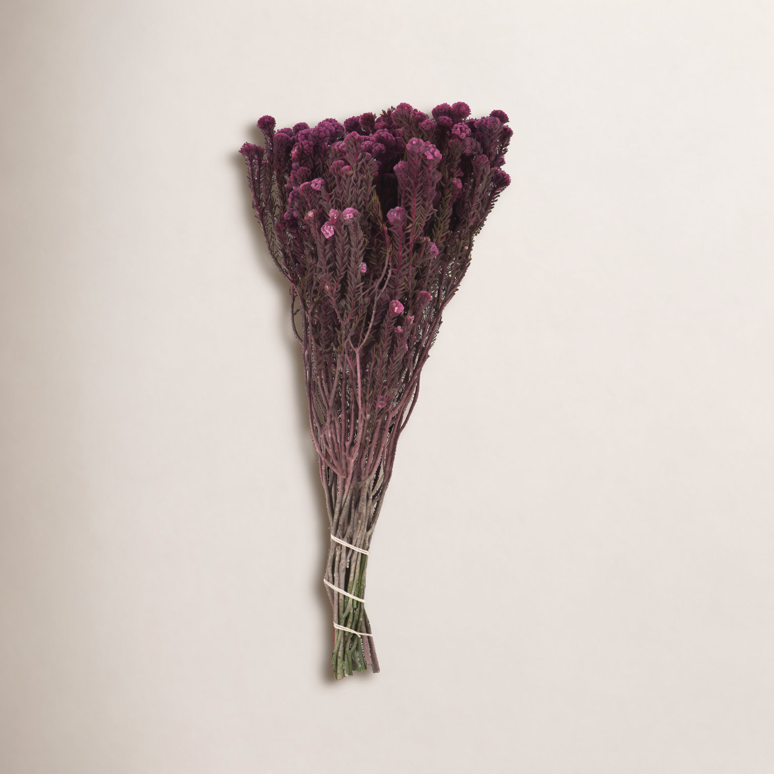 Vickerman 16" Cotton Phylica Plant, Purple Orchid