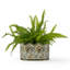 Fern Handmade Ceramic Planter