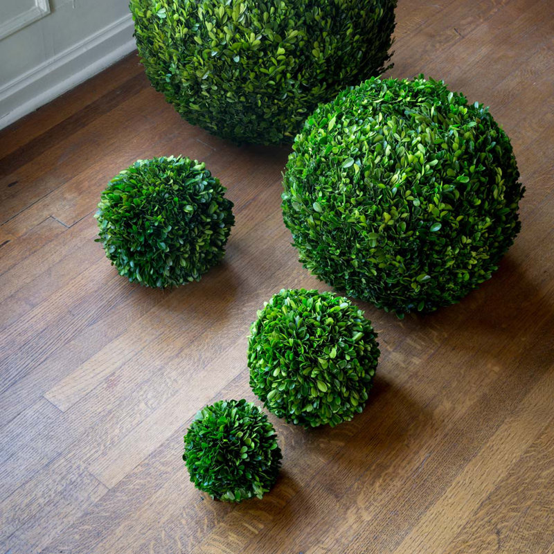 Boxwood Plant in, 16" H x 16" W x 16" D