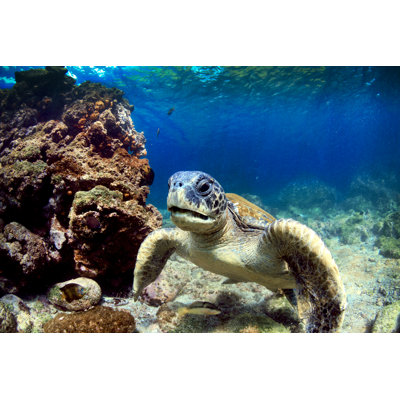 " A Close-up Of A Sea Turtle Underwater Near Coral " by Pkphotoscom