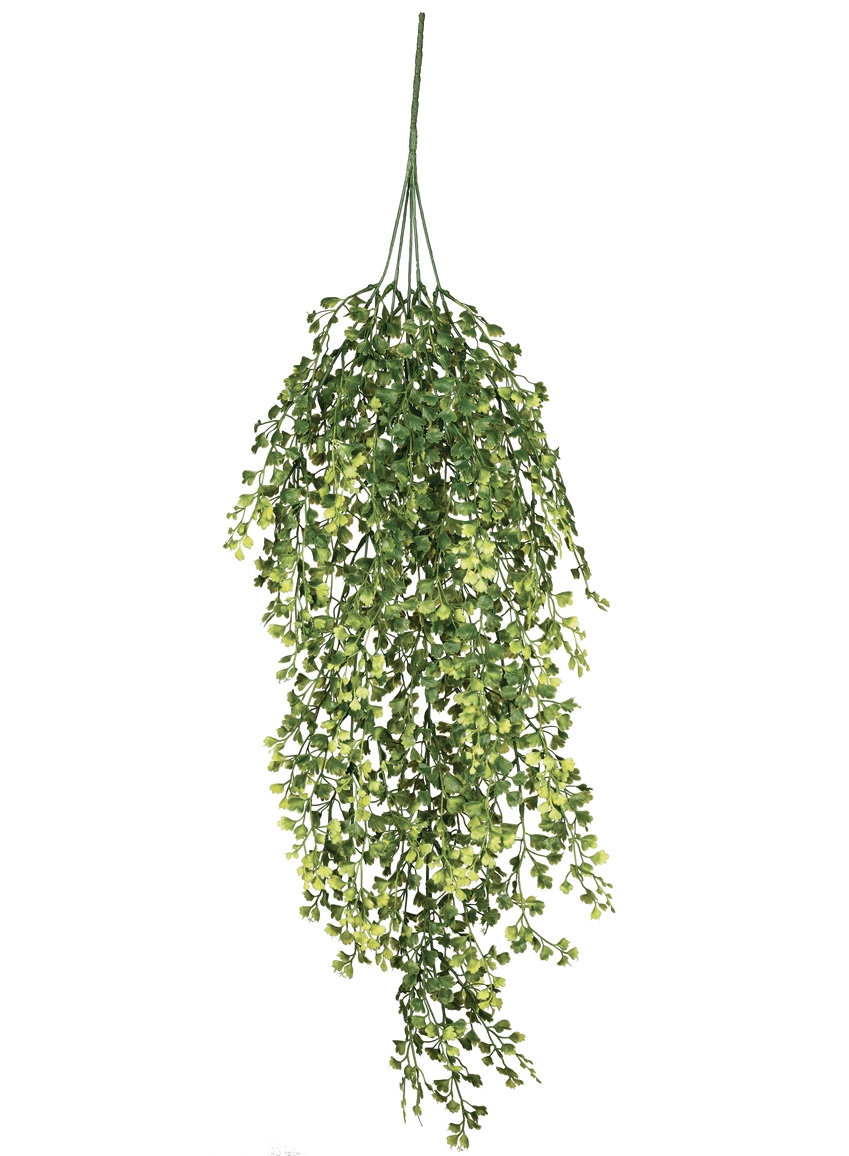 Maidenhair Fern Stems