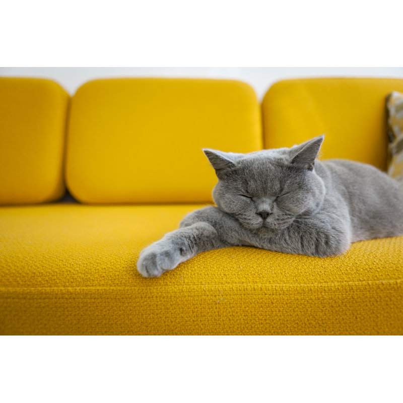 Chat dormant par Acmanley - Photographie sur toile tendue, L 48 po x H 32 po