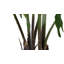 PLANT PHILODENDRON POT 3FT