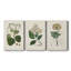 Antique Turpin Botanical IV - ensemble de 3 impressions sur toile tendue-2026021742