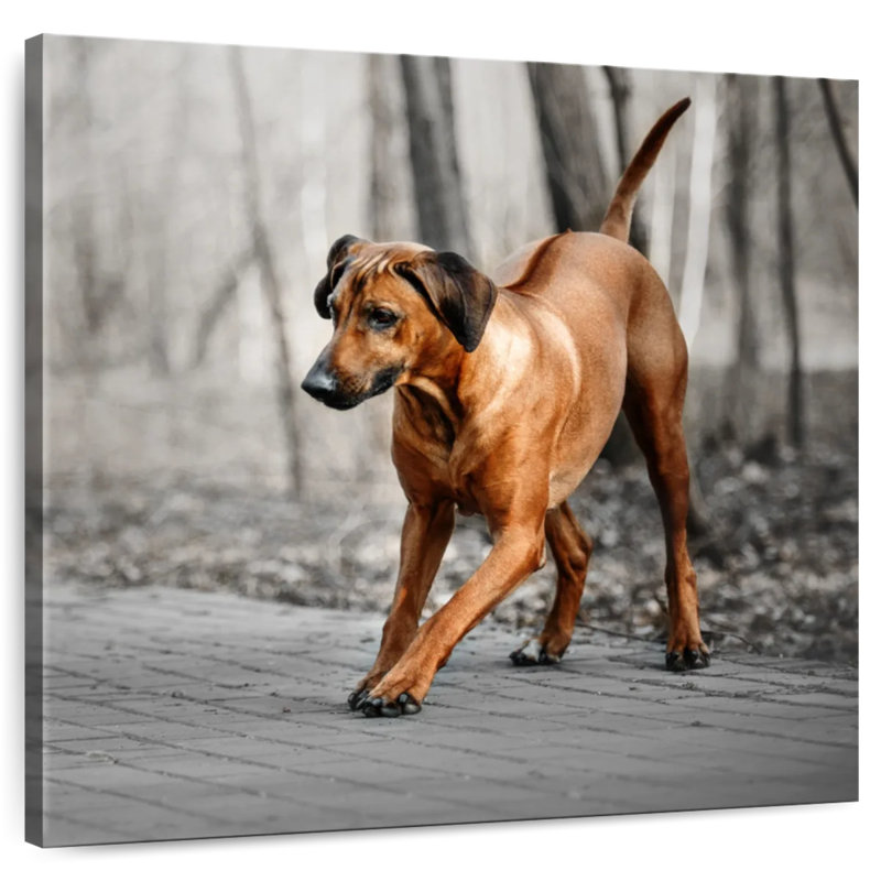 Brampt Rhodesian Ridgeback Puppy, 10" H x 10" W