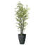 Panama Real Touch Taro plante en pot