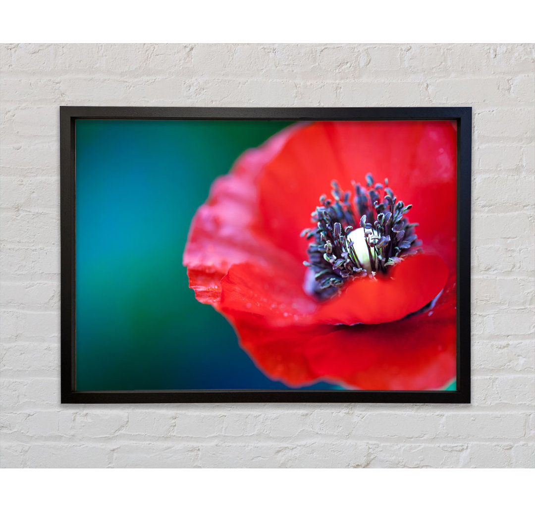 Close Look Inside A Poppy - Single Picture Frame Kunstdrucke auf Leinwand