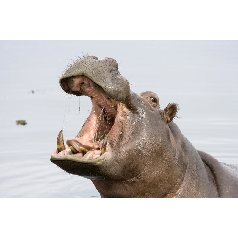 A Hippopotamus With Its Mouth Open by Pjmalsbury - Print, 81cm x 122cm W