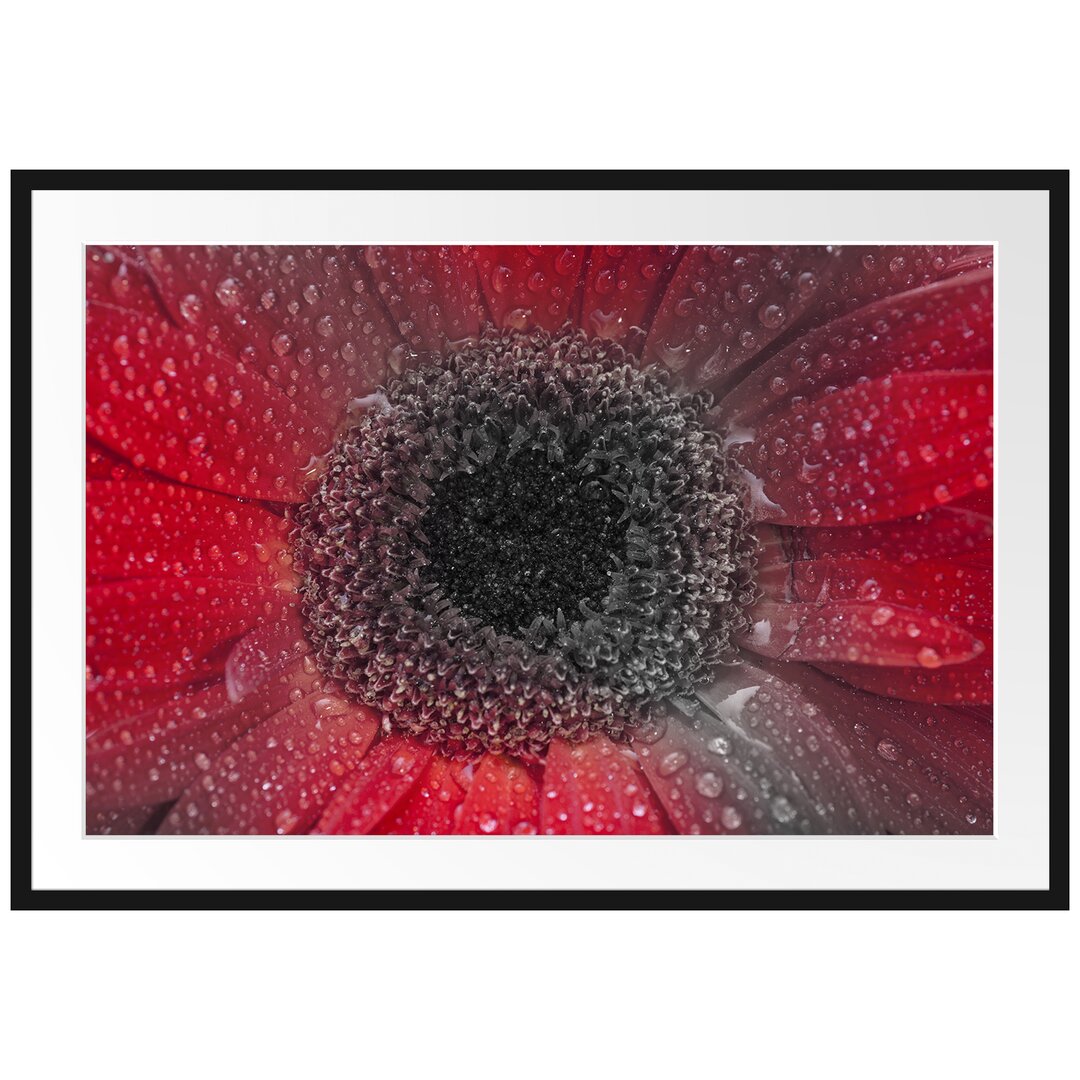 Gerahmtes Poster Rote Gerbera mit Wassertropfen