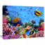 «Coral Colony on Reef Égypte», impression-34275649-34275623