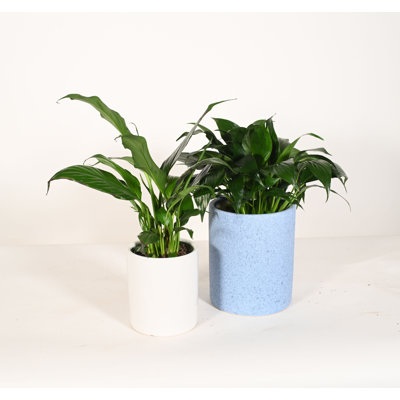 Upshining Live Flowering Plant in Ceramic Pot