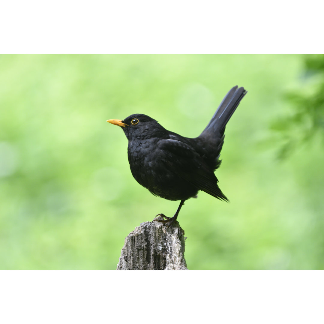 Männliche Amsel von Mauribo - Druck ohne Rahmen auf Leinwand