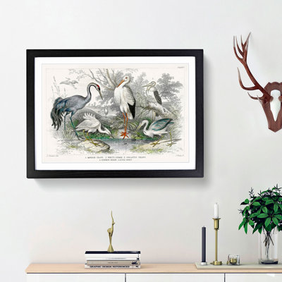 Crane, Stork, Egret & Heron by Oliver Goldsmith - Picture Frame Painting Print