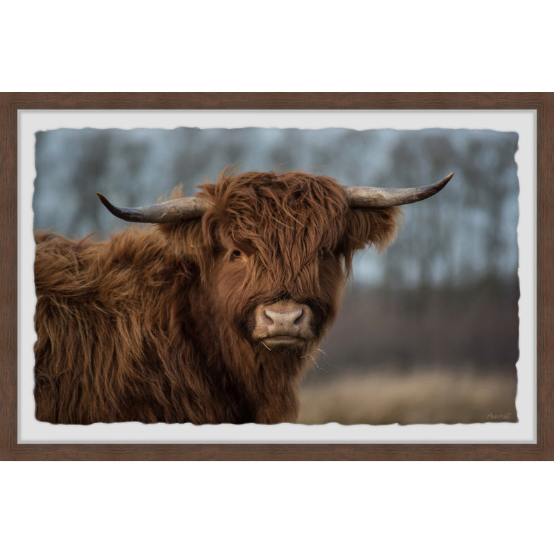 Woolly Coat - Single Picture Frame Print, 61cm H x 91cm W x 3.81cm D