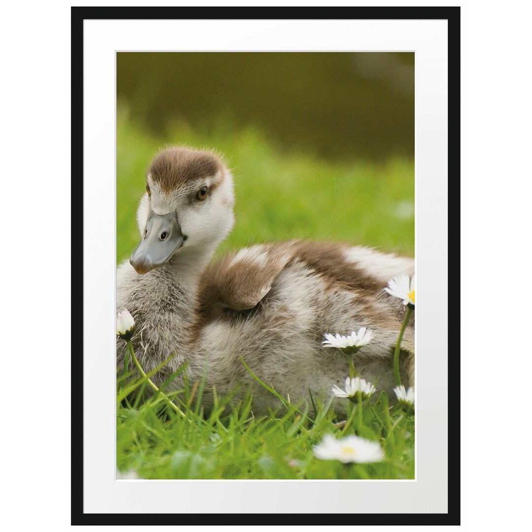 Gerahmtes Poster Enten auf Wiese