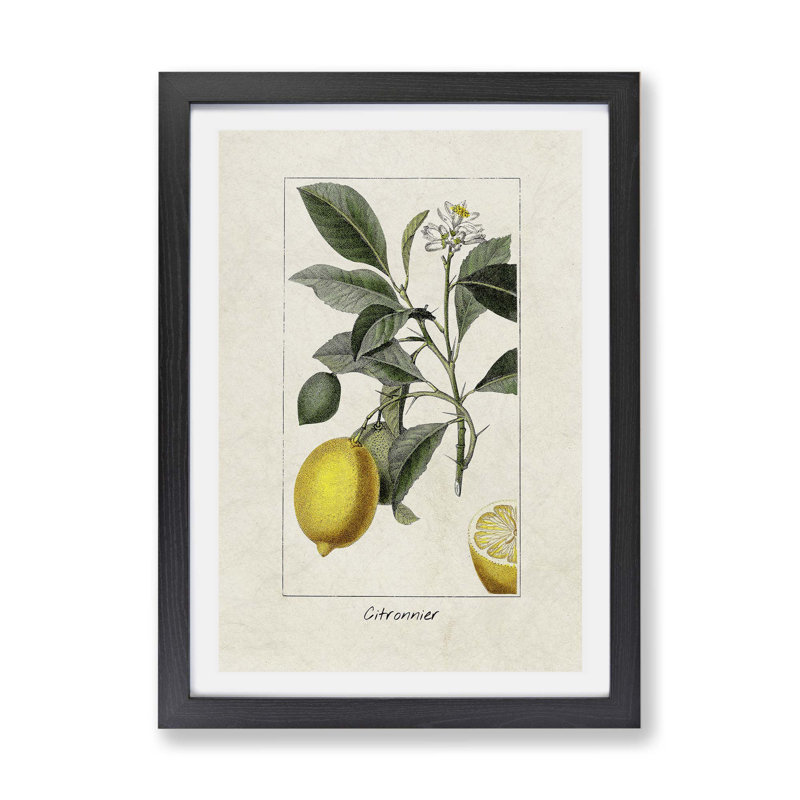 Illustration of A Lemon Tree - Wall Art, Black Framed Paper, 45cm H x 33cm W x 2cm D