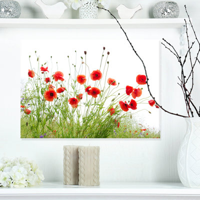 Poppies on White Background' Photographic Print