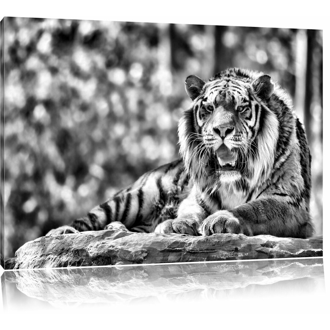 Leinwandbild Majestätischer Tiger auf einem Stein in Monochrom