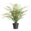 Faux Fern Plant in Planter