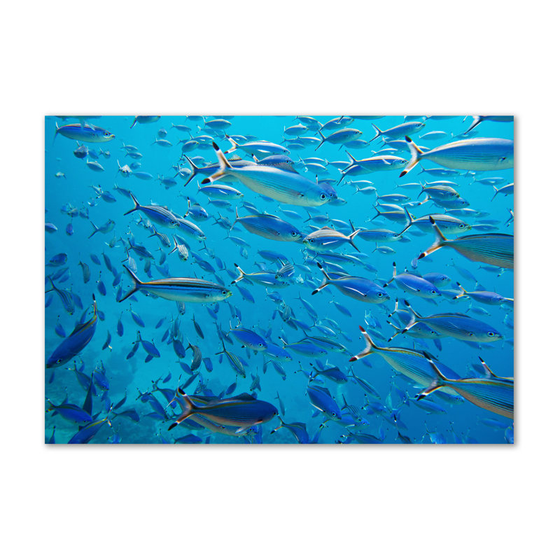 Coral Fish - No Frame Print on Canvas