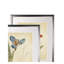 «Vintage Botanical Sketch I», ensemble de 2 reproductions de peintures à l'acrylique encadrées-28785944