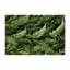 Tapis vert d'intérieur et d'extérieur Botanical-786538765