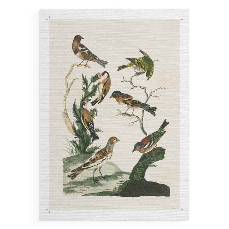 Oiseaux antiques dans la nature I - reproduction de toile seulement - non encadrée, H 48 po x l 32 po