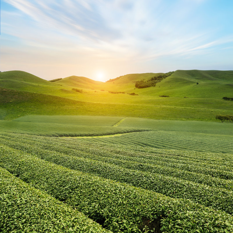 Tea Plantations by Jeff_Hu - No Frame Art Prints on Canvas, 91cm H x 91cm W