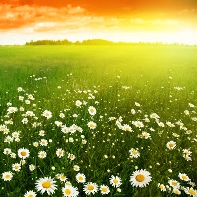 " Sunset And Flower Field "