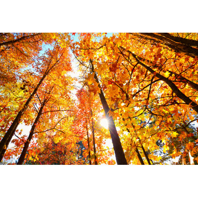 Autumn Sun Shining - Wrapped Canvas Print