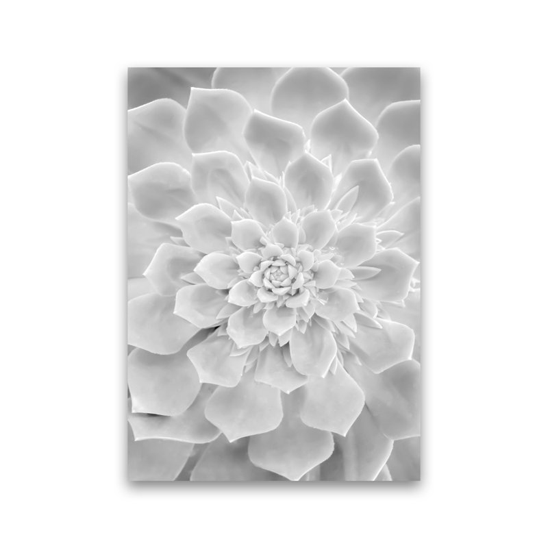 White Succulent Plant by Victoria Frost - Print, Unframed, 42cm H x 30cm W x 1cm D