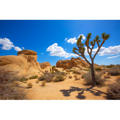 Whitnash Joshua Tree National Park 1 Piece Wrapped Canvas Wall Art