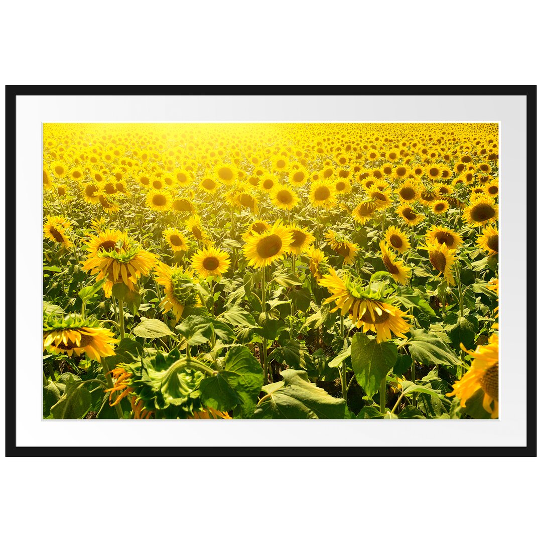 Gerahmtes Poster Riesiges Sonnenblumenfeld