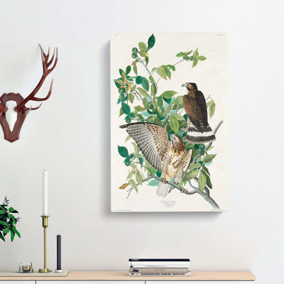 Brown-winged Hawk by John Audubon - Wrapped Canvas