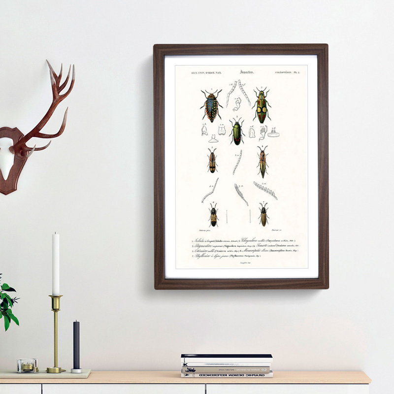 Beetle Illustration PL.4 by Charles D'Orbigny - Single Picture Frame Print, 33cm H x 24cm W x 2cm D, Walnut Framed