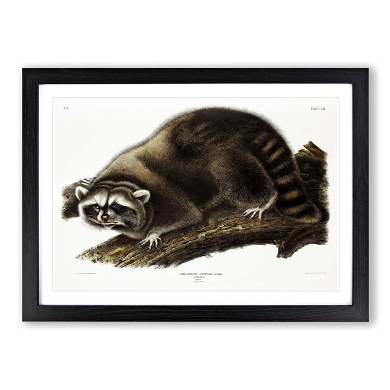 Raccoon by J.W. Audubon - Picture Frame Painting Print, Black, 40cm H x 60cm W x 2cm D