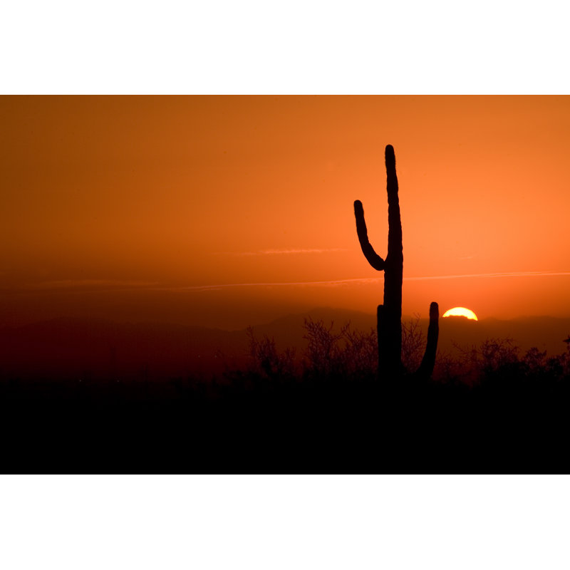 Cactus In An Arizona Sunset - Wrapped Canvas Print, 30cm H x 46cm W x 3.8cm D