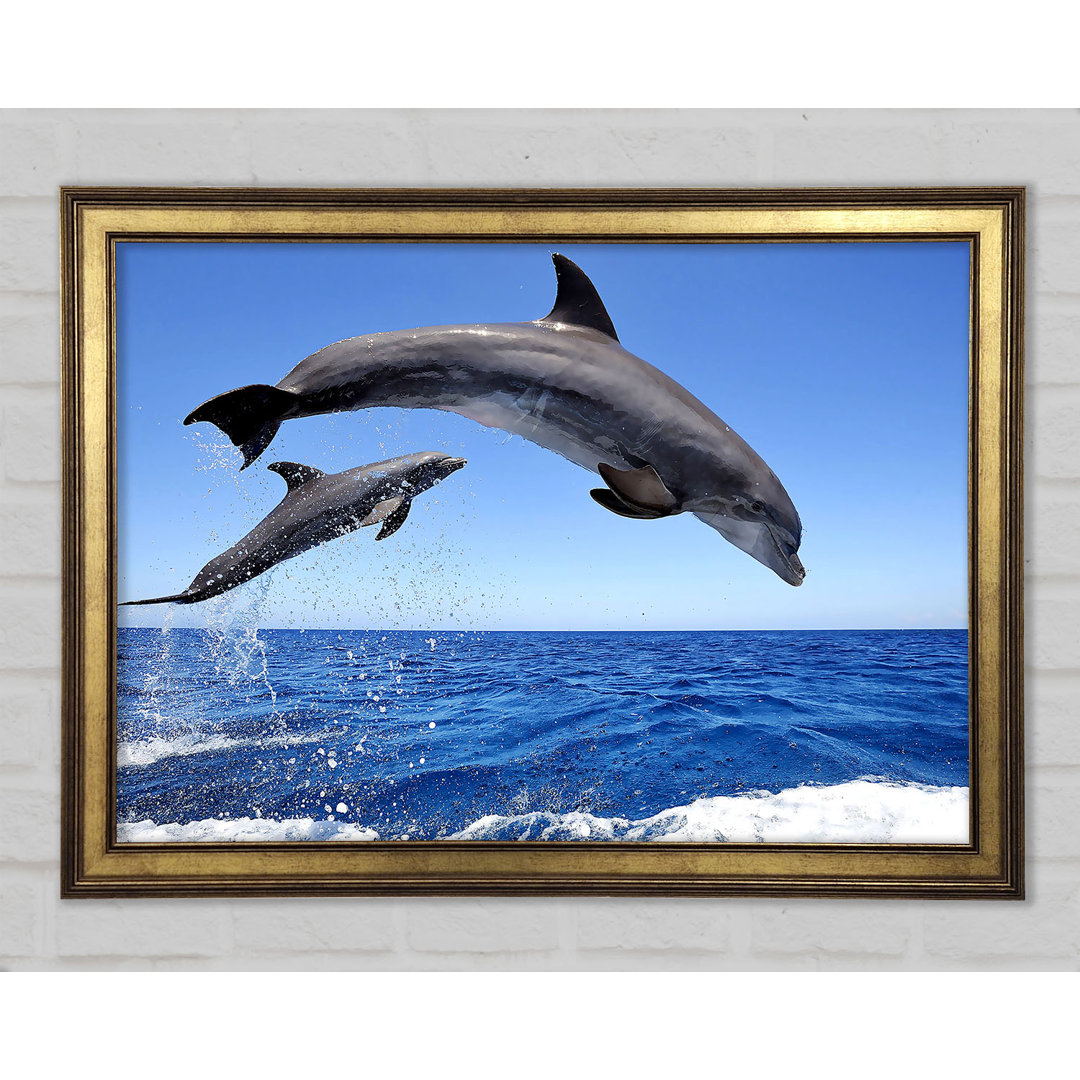 Gerahmtes Bild Common Bottlenose Dolphins