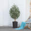 Adcock Faux Olive Tree with UV Protection, 2 Natural Tree Trunks, Large Decorative Potted Olive Tree-89410993-89410998