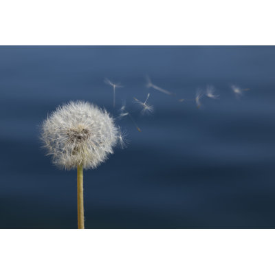 Dandelion in Front of Water - Photographie sur toile tendue