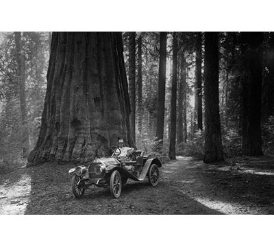 " First Auto to Enter Sequoia National Park " Print